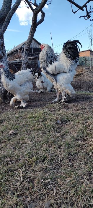 Oua incubat brahma