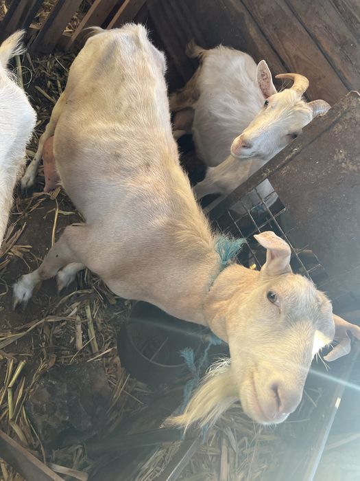Capra pentru sacrificat