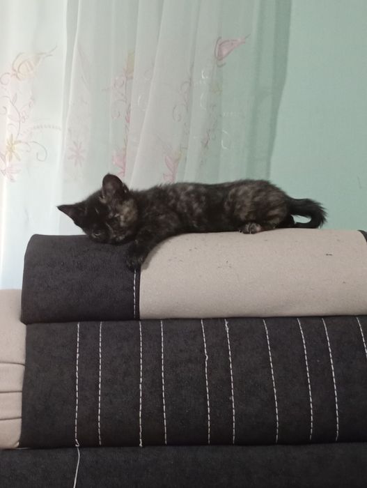 3 ойлик мушукчалар