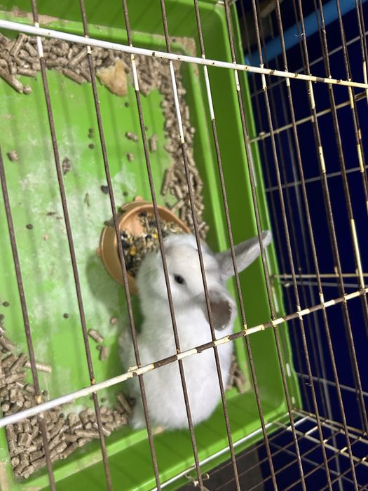 Продам кролика девочка