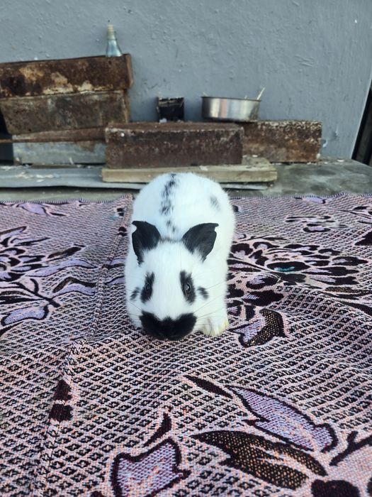 Iepurași fluture de vânzare