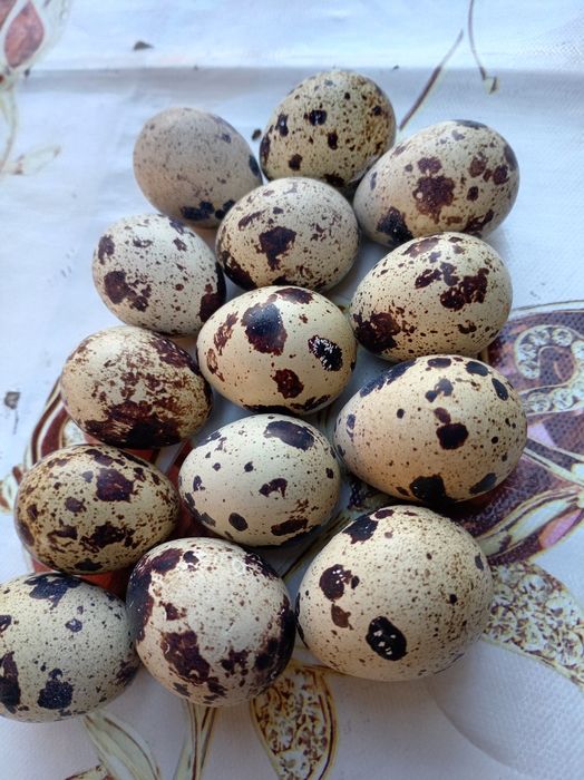 Яйцо перепелиные