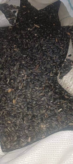 Vând lucerna și floara soarelui