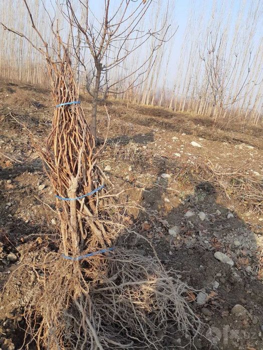 Uzum ko'chatlarining barcha navlari sotiladi narxi 3000 so'mdan 12000