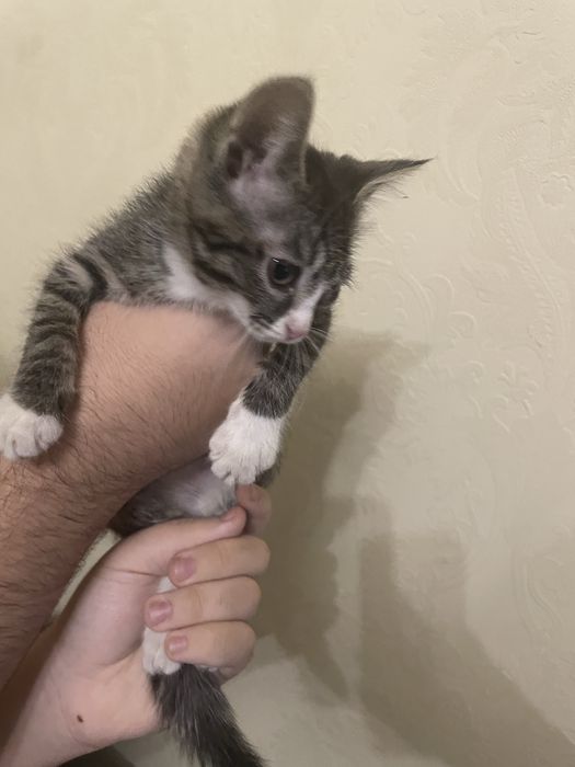 Отдам котенки. Бесплатно!