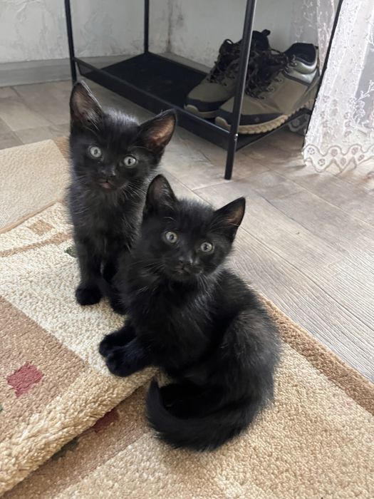 Котята добрым рукам
