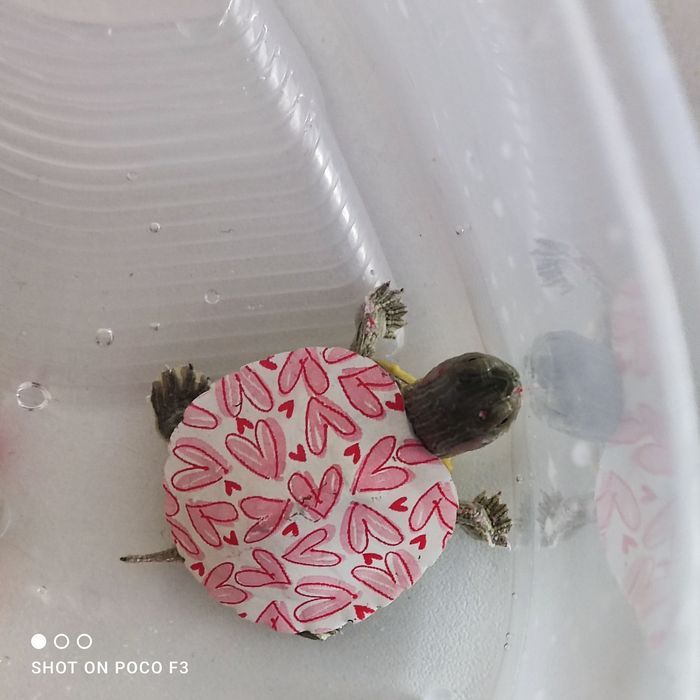 Продам черепашек