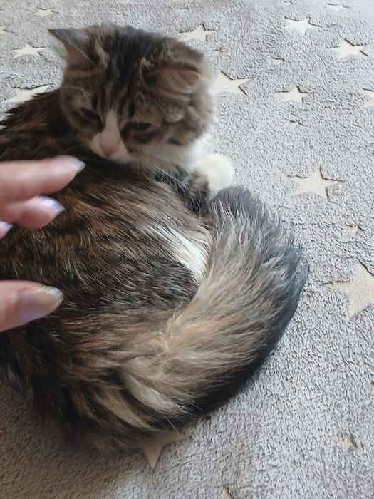 Сибирская кошечка дарю