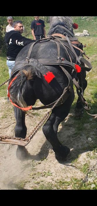 Vând harmasar cuminte  3pe 4 ani