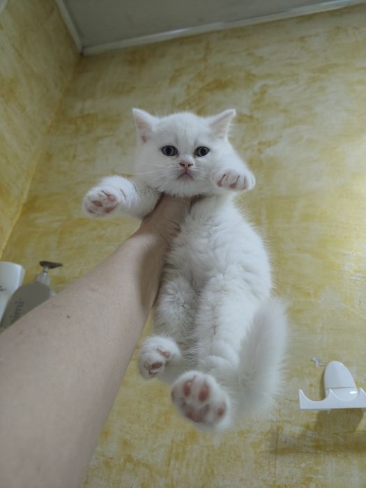 Котята О. 1 Snowy BRI w62 .