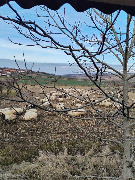 Vând casă de vacanță Hidişelul de Sus