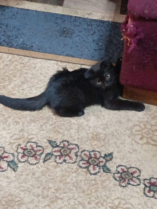 Отдам котят 3 шт