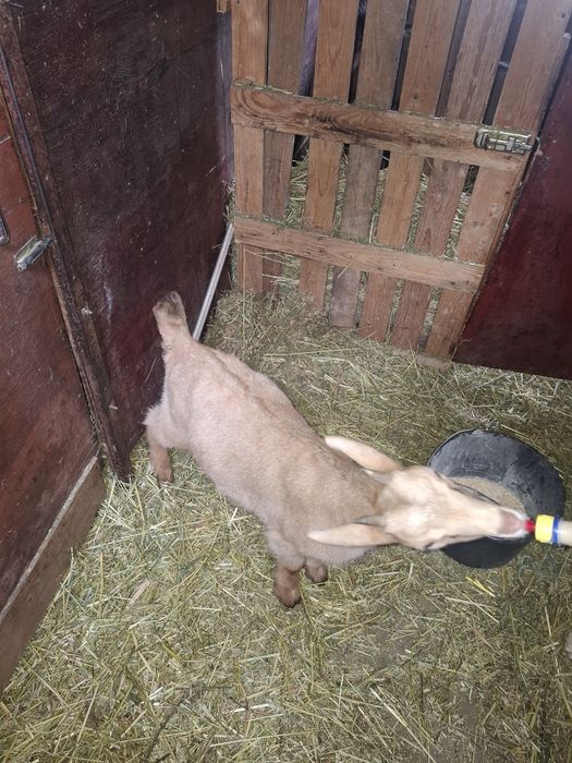 Iedute sannen cu alpina!