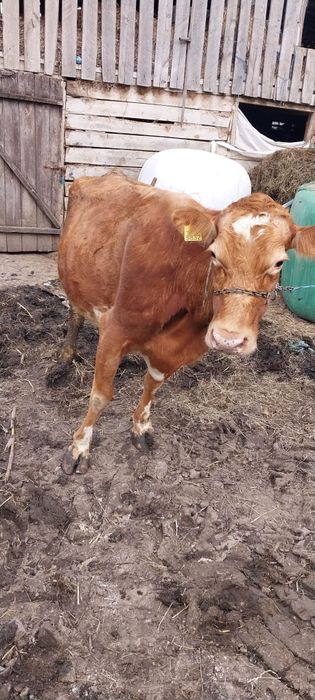 Vand vaca baltata romaneasca