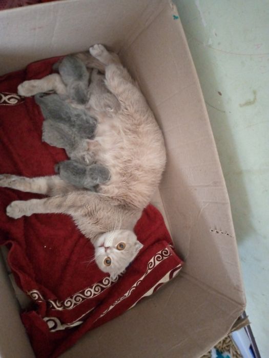 Bron ochildi.1 kunlik boʻliwdi