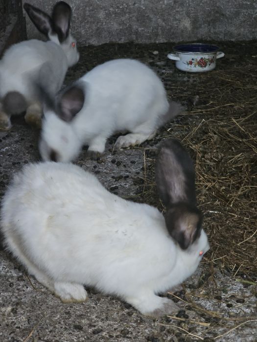 Iepuri Uriaș de Transilvania