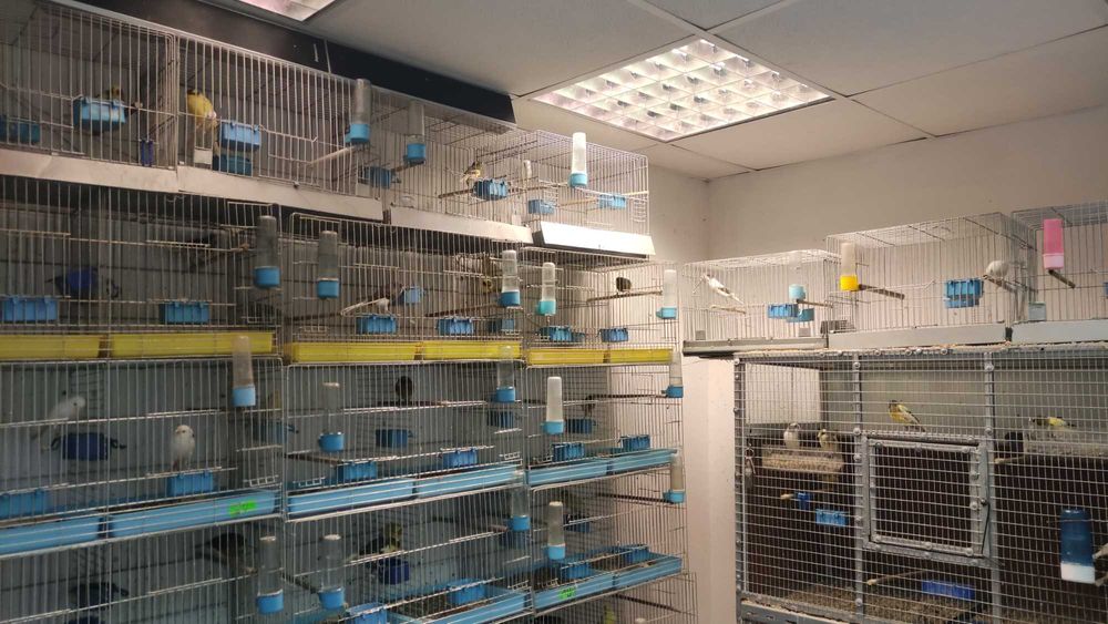 Канари всякакви видове.