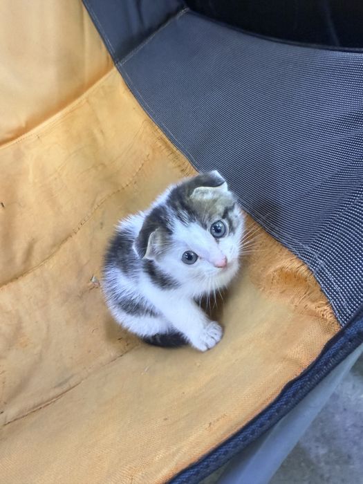 Отдам котят в хорошие руки