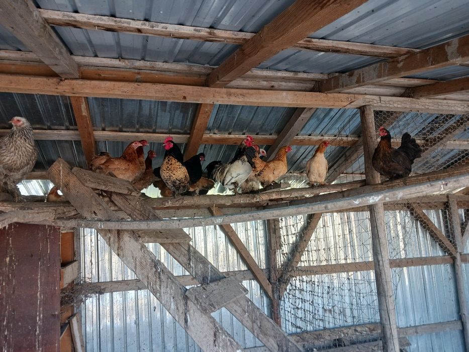 Gainuse  pitici și cocosei