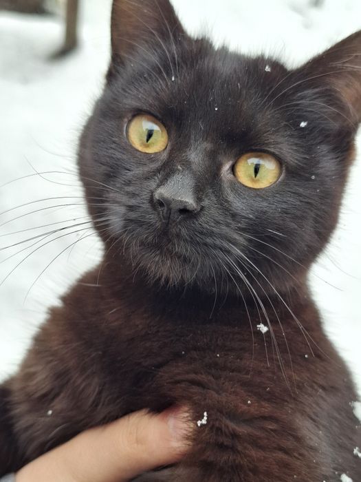 Бесплатно берилади