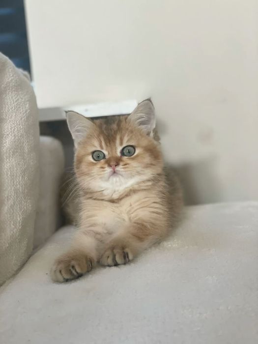 British shorthair băiețel