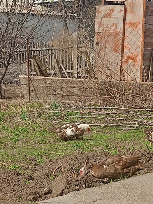 Индаутка только Самка для разведения 15 шт есть цена договорная срочно