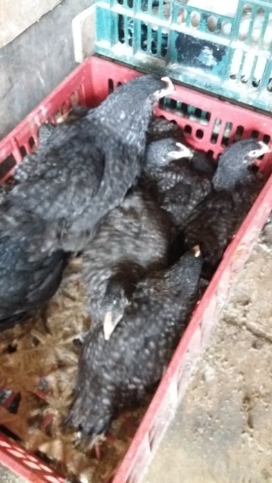 Vindem pui de carne si puicute outoare