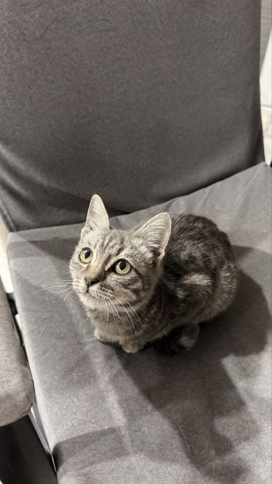 Ласковая кошечка ищет семью