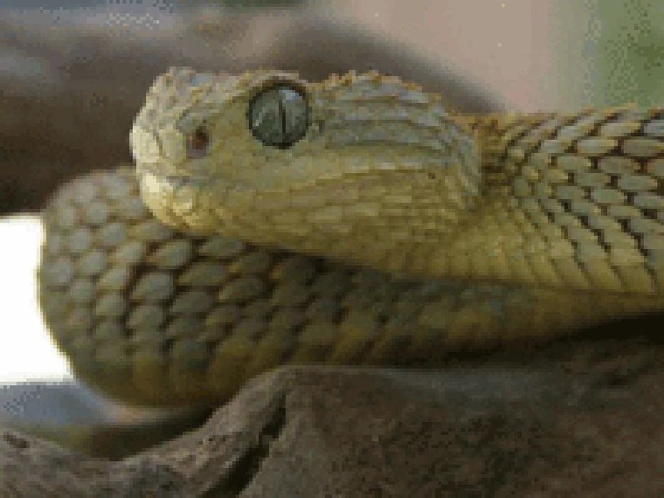 Уничтожение змей змея 24/7 илон ilon