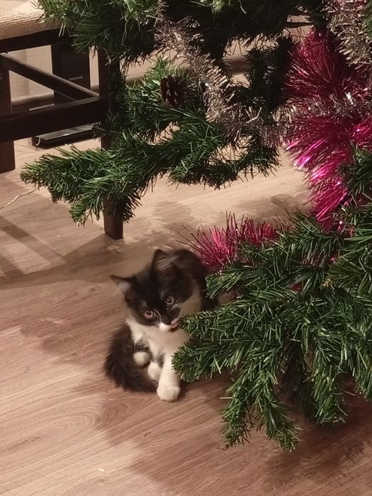 котенок- девочка 2 месяца