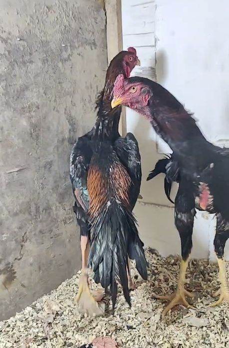 тоза 100 тали привозной Шамо зот жужалари сотилади