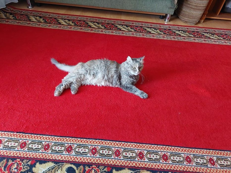 Отдам в хорошие руки