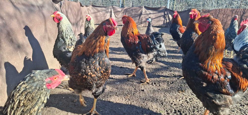 Disponibil cocosi Wyandotte,Australorp,Italiene.