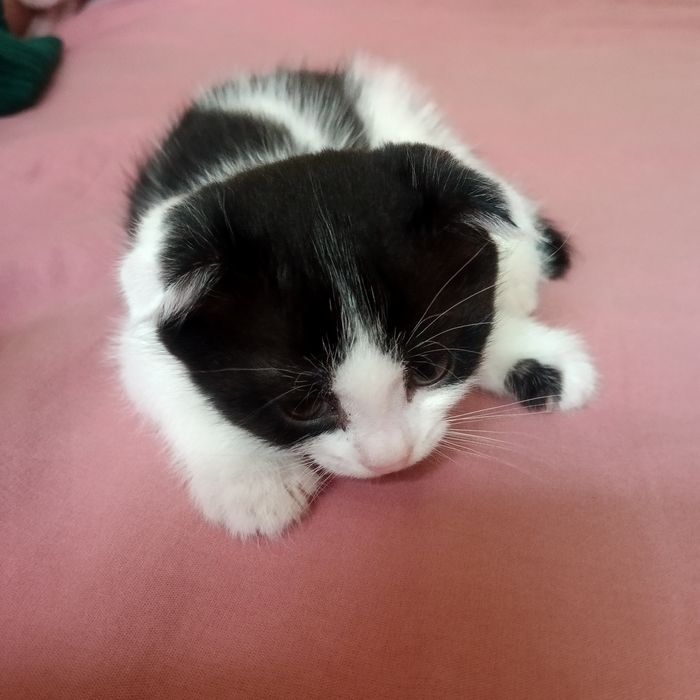 Котята вислоухие