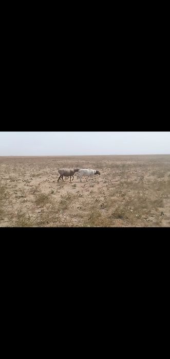 Дорпер баран. Дорпер кошкар