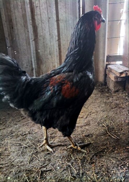 Куры Петух черный
