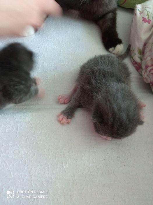 Отдтам шотландских котят