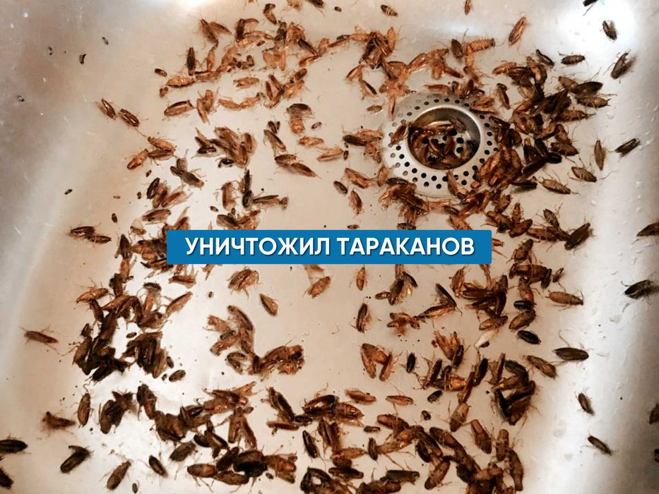 Дезинфекция с гарантией