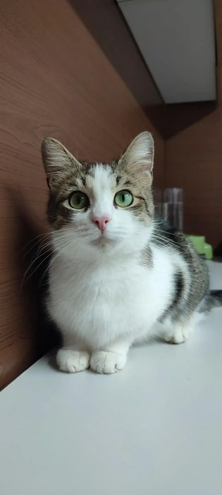 Кошка в добрые руки
