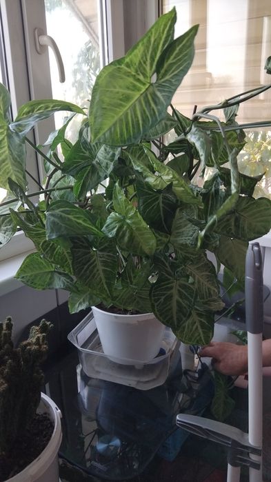 Продам дом цветы