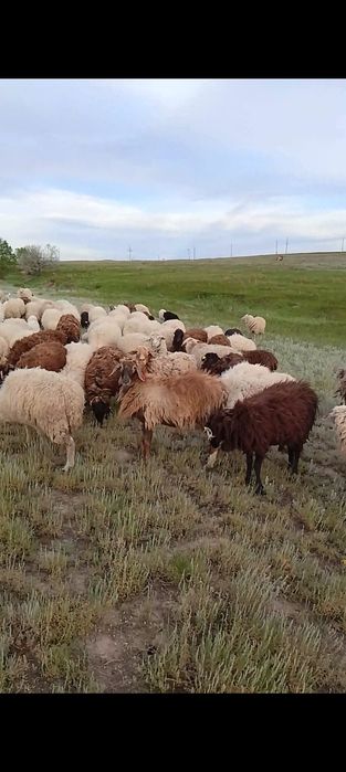 Продам 98 голов овцематки