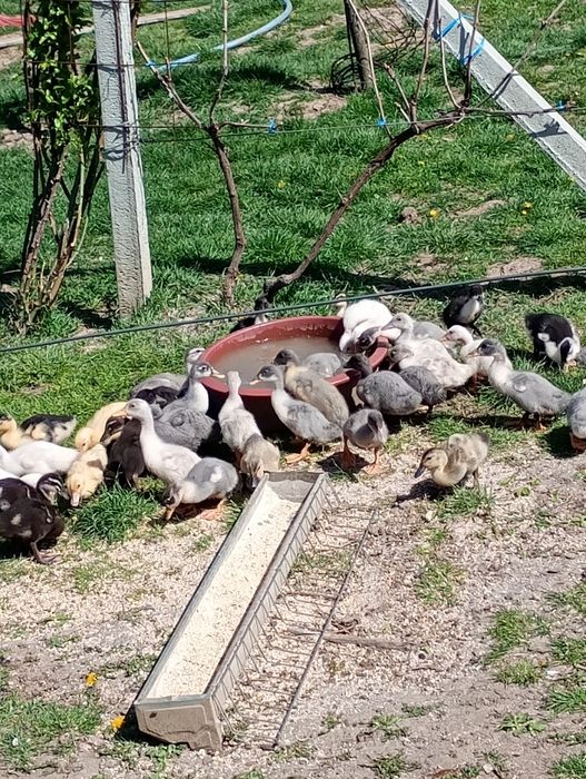 Boboci de rațe polare