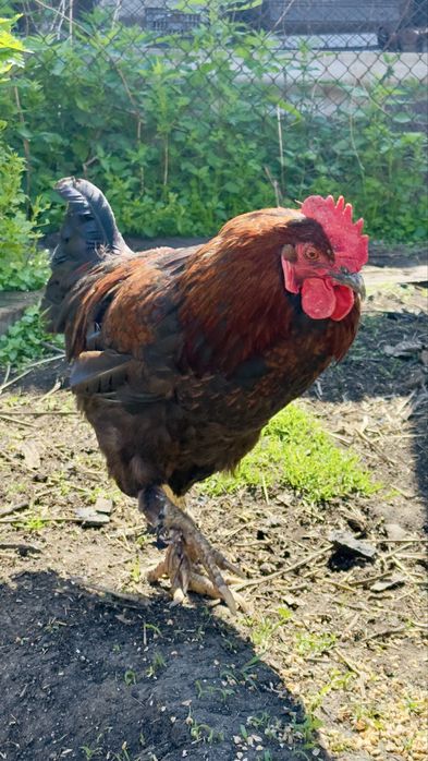 Продам двух петушков