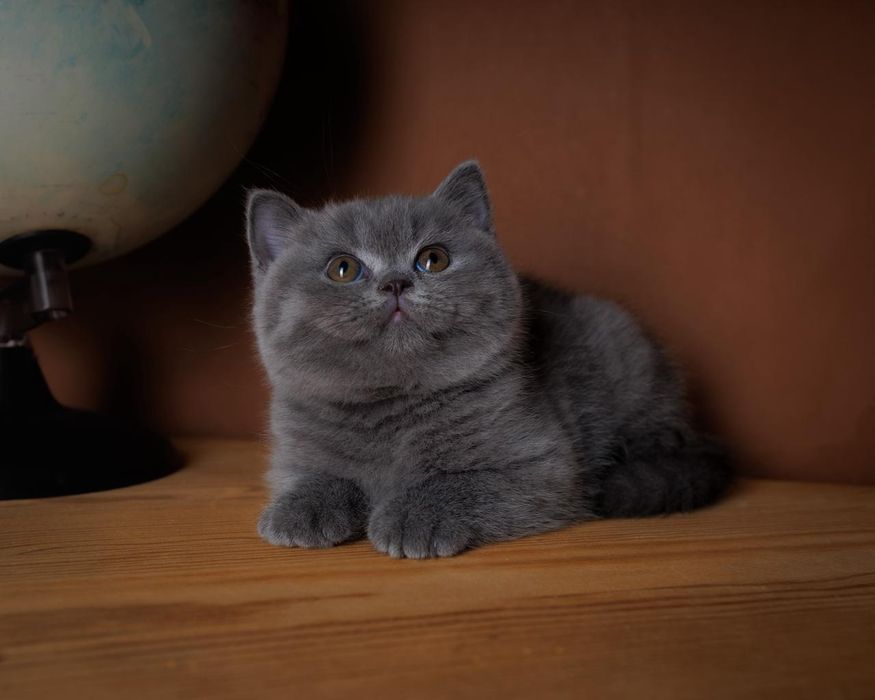 Британские плюшевые элитные котята
