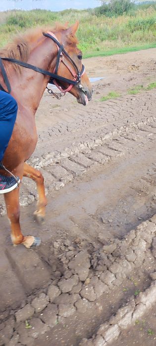 Продам жеребца Айғыр