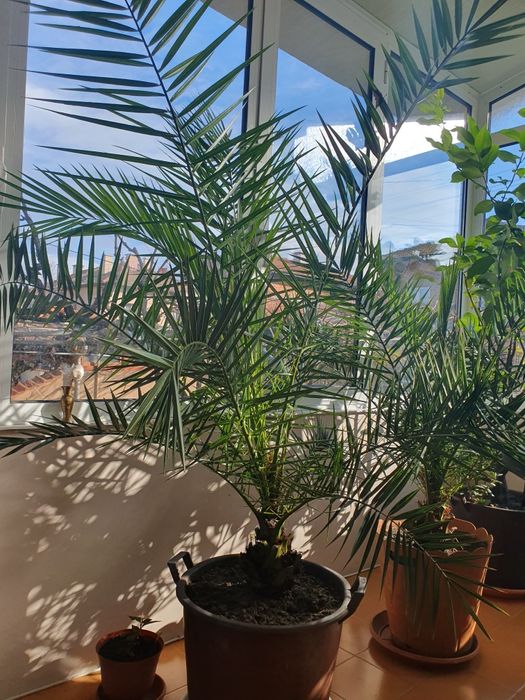 Палми финикови в саксия