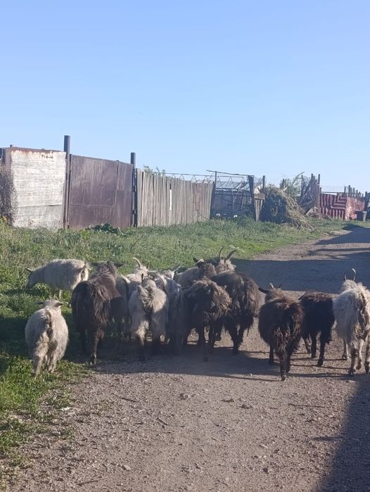 Продаю коз всех продаю