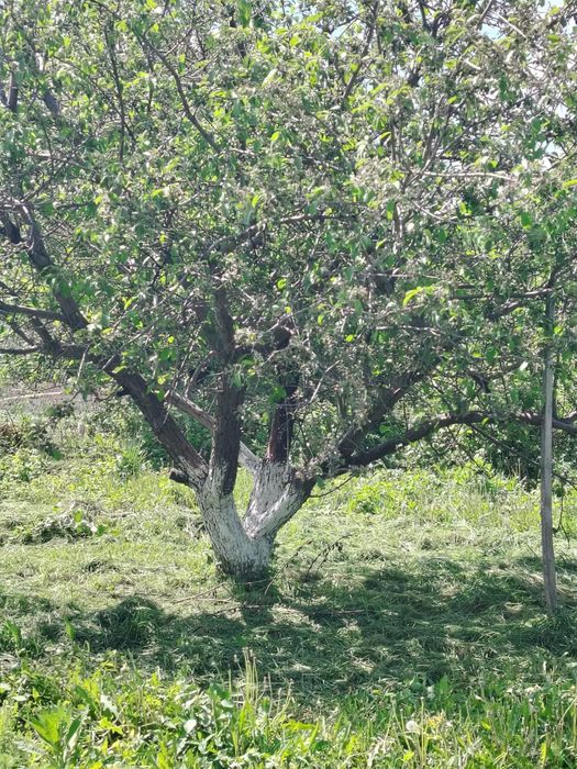 Продам дачу. Район Кривого озера.