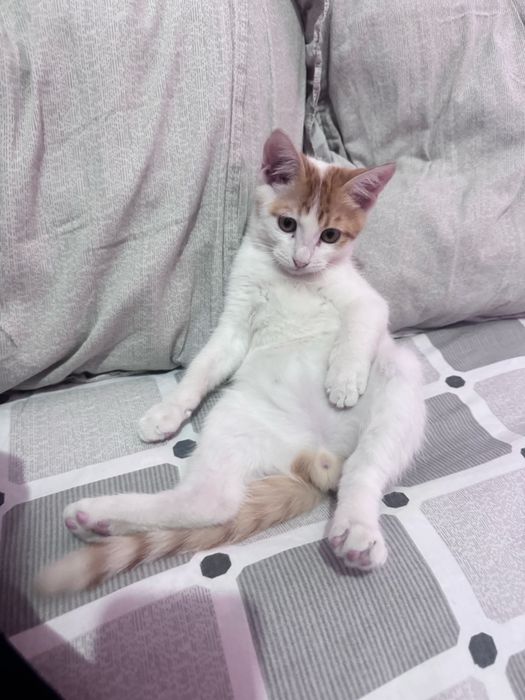 Милый котёнок в добрые руки бесплатно
