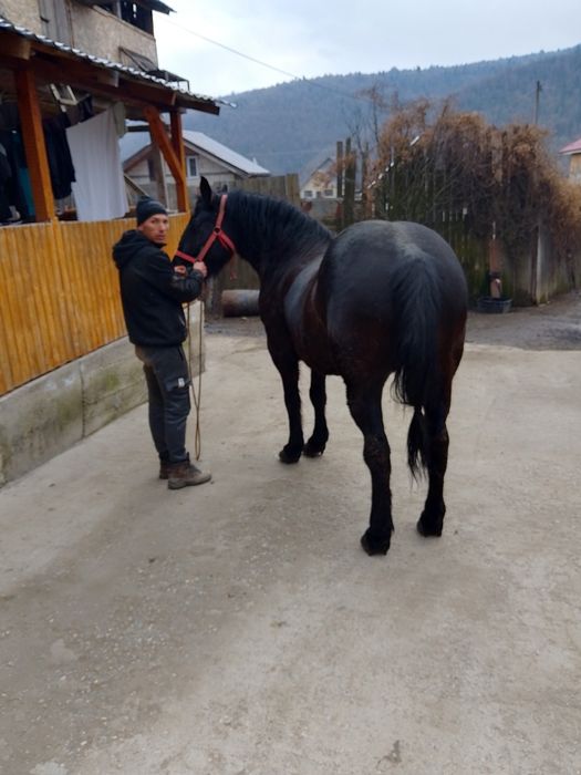 Cal de vânzare, 7 ani mai multe detalii la telefon